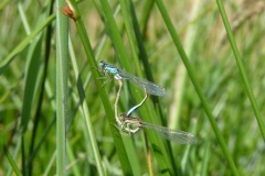 Accouplement de libellules sur le coin nature