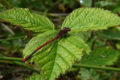 Petite nymphe au cors de feu