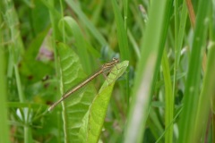 Agrion à larges pattes