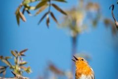 Photo-prise-par-Un-oeil-sur-la-nature