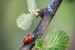 Photo-prise-par-Un-oeil-sur-la-nature