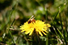 JAUNE_Fanny Boisson