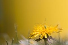 JAUNE_Un-oeil-sur-la-nature