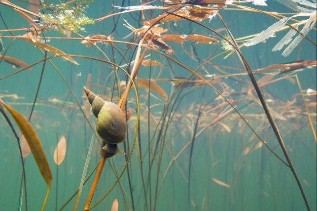Plongeon dans le monde des mares !