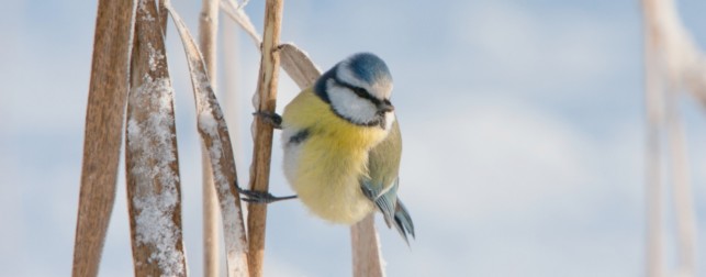 Bienvenue aux oiseaux !