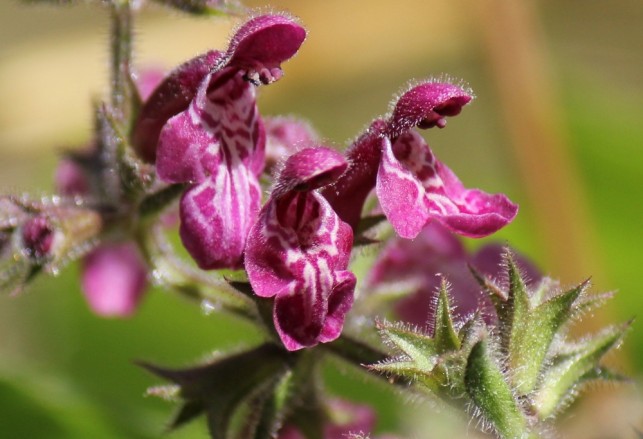 Secrets de plantes
