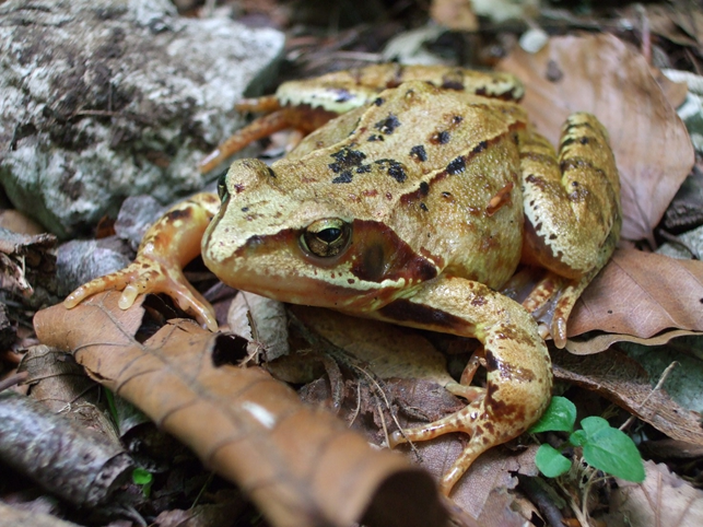 Écrasement d’amphibiens : vigilance !