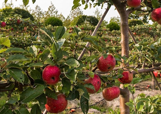 Fabriquons une haie fruitière