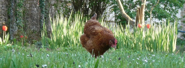 Le livret « Jardinage au naturel »