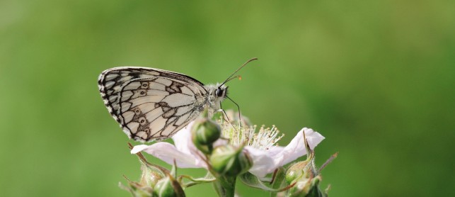 Balade nature dans les prairies du val d’Orain !
