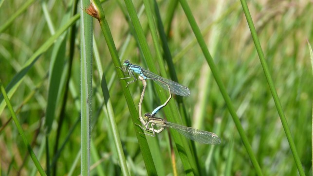Des coins nature dans nos villages