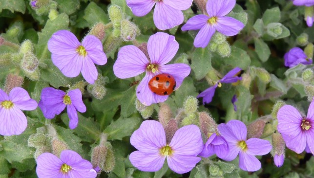 Espaces publics et biodiversité en question à Monnières