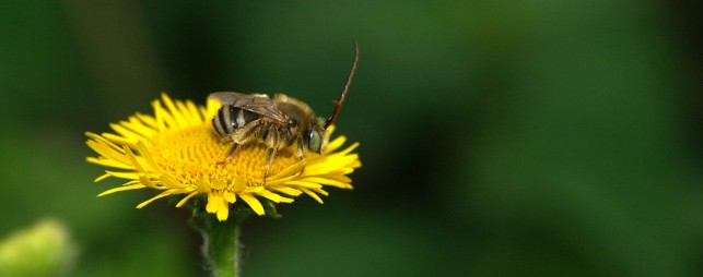 Se former au sujet des pollinisateurs !