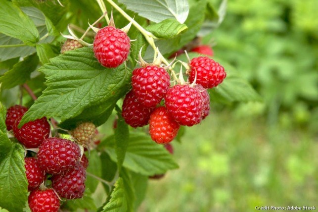 Des petits fruits pour le Coin nature de Montain !