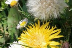 Sophie-Sophie_evenement