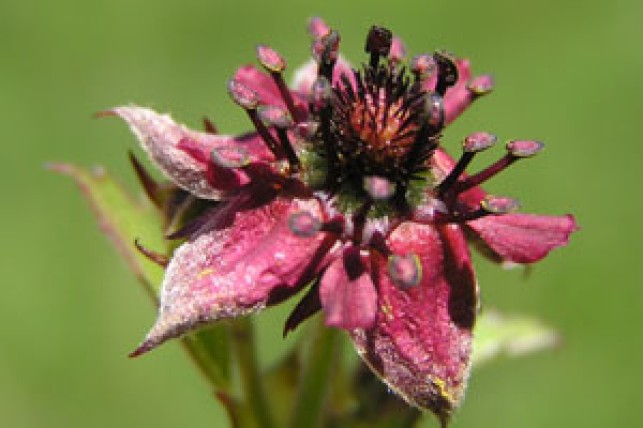 Les animations naturalistes