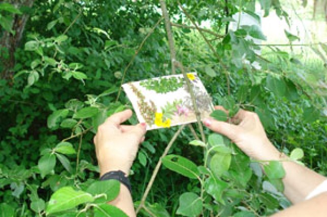 Les animations art et nature