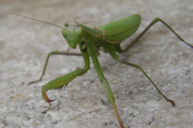 Classification du règne animal