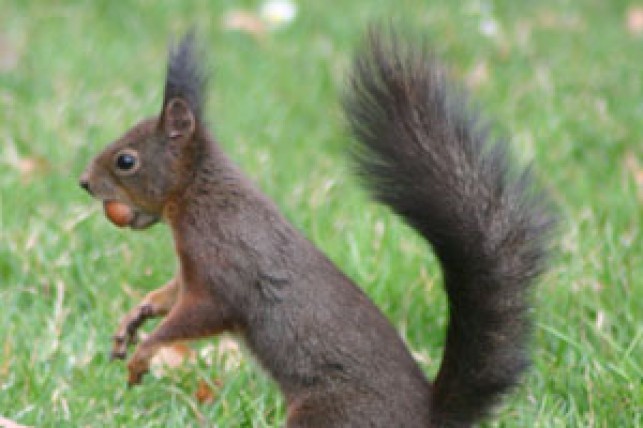 Génétique et évolution