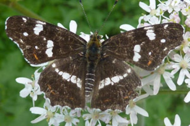 Reproduction des êtres vivants