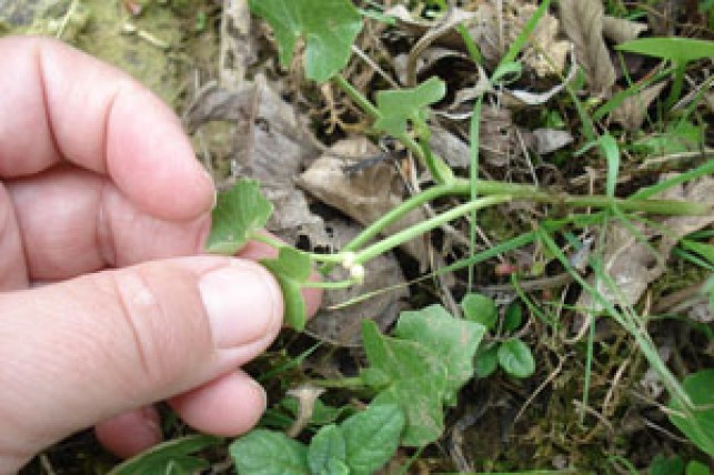 Maintenir la biodiversité dans son jardin d’agrément ou potager