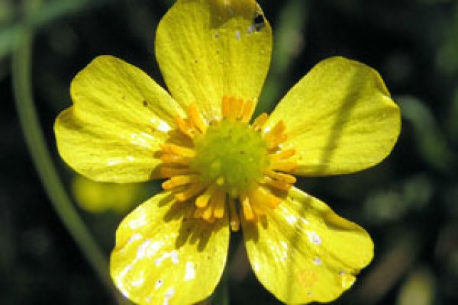 Créer, rénover et entretenir son verger