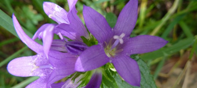 Fête des plantes à Rainans