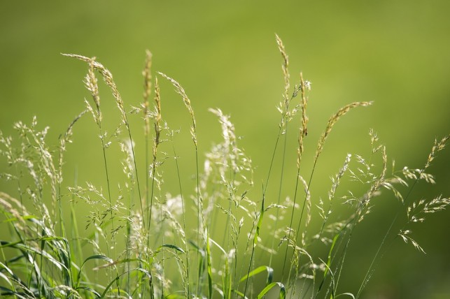 Un carré pour la biodiversité !