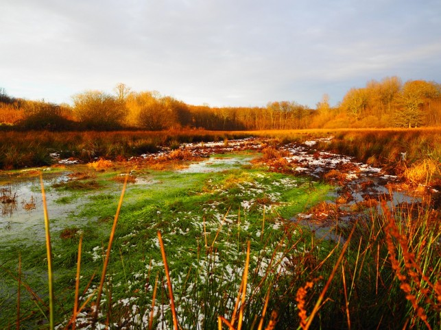 Etang Jacquot : bientôt du nouveau !