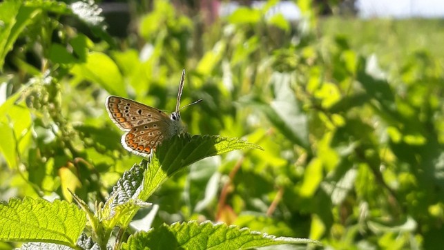 Accompagner une entreprise vers la prise en compte de la biodiversité
